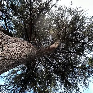 Il Cedro Reggiolo